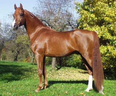 SRF Barolo